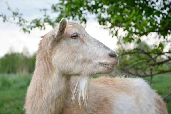 Ziege. — Stockfoto