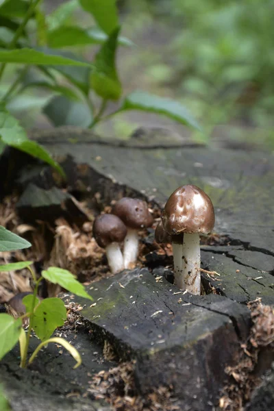 The family of toadstools — Stock Photo, Image