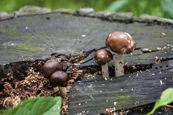 The family of toadstools — Stock Photo, Image