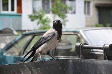 çöp kutusu üzerinde oturan karga.