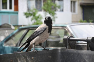 Crow sitting on a garbage can. clipart