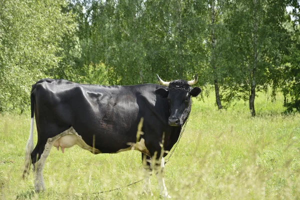 Las vacas pastan en el prado . — Foto de Stock