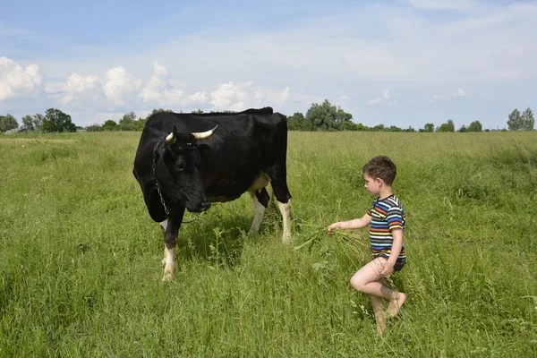 Little boy feeds the cow grass. — Stock Photo, Image