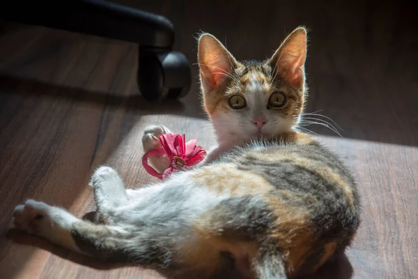 Ruangan Kucing Tricolor Bermain Main Dengan Busur Bermain Lantai — Stok Foto