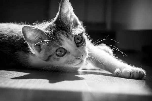 Liten Lekfull Katt Ligger Golvet Rummet Svart Och Vitt Foto — Stockfoto
