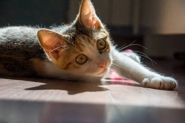 Liten Lekfull Tricolor Katt Ligger Golvet Rummet — Stockfoto