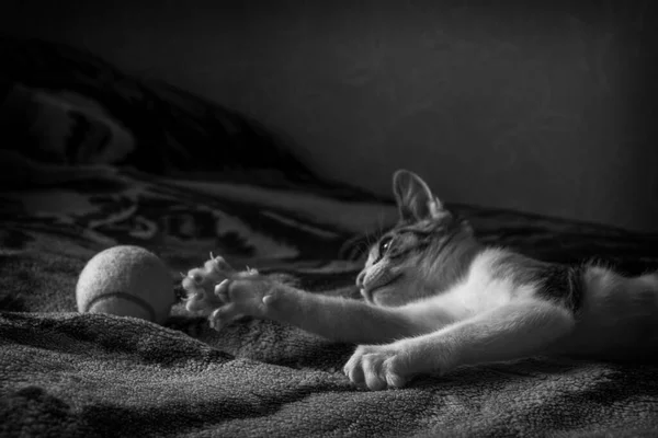 Маленькая Милая Кошечка Лежит Кровати Играет Мячом Черно Белое Фото — стоковое фото