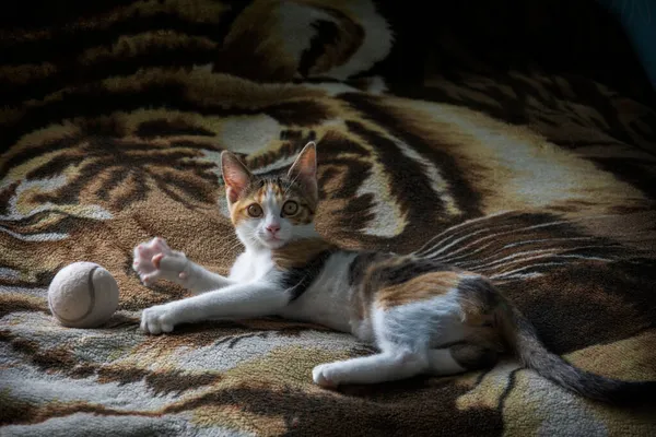 Seekor Kucing Tricolor Lucu Berbaring Tempat Tidur Dan Bermain Dengan — Stok Foto