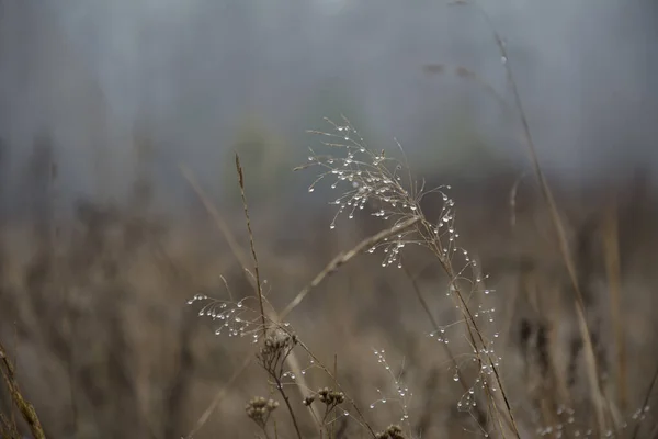 Close Raindrops Plant — Stock Photo, Image