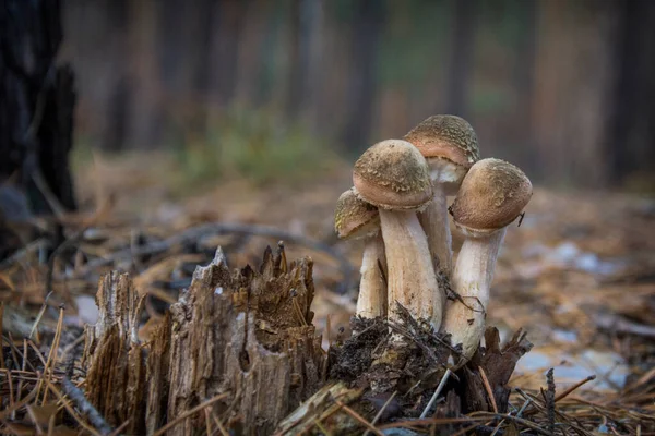 Mantar Bal Mantar Hasat Armillaria Mellea Sonbahar Ormanyenilebilir Mantar Bir — Stok fotoğraf