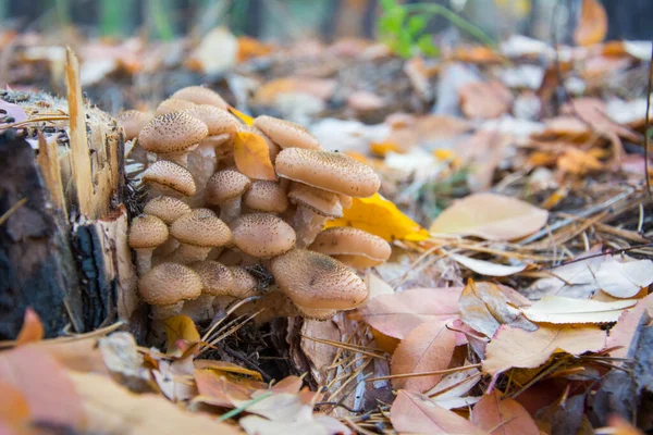 Cosecha Setas Hongo Miel Armillaria Mellea Una Familia Setas Comestibles — Foto de Stock