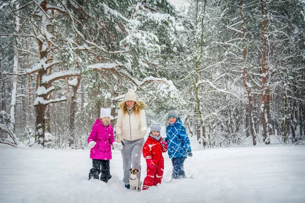 Hermosa Escena Nieve Del Bosque Invierno Con Nieve Virgen Profunda — Foto de Stock