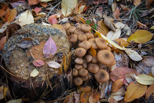 Raccolta Funghi Miele Fungo Armillaria Mellea Una Famiglia Funghi Commestibili Immagine Stock