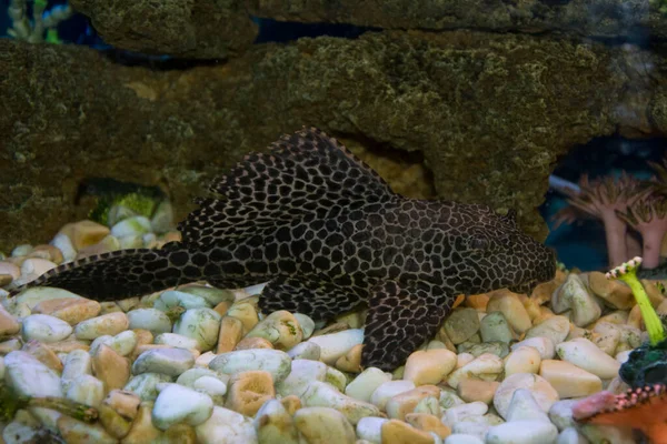 Siluro Bucal Pleco Común Hypostomus Plecostomus Aislado Una Pecera Con Imagen De Stock