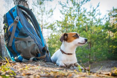 Yazın, güneşli bir günde, Jack Russell Terrier köpeği ormanda sırt çantasının yanında yatıyor..