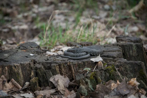 春の午後 森の中の切り株に蛇が横たわっている — ストック写真