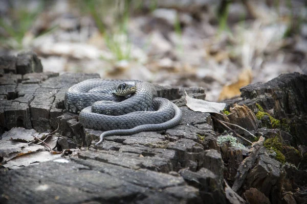 Spring Afternoon Snake Lies Stump Forest — Stock Photo, Image