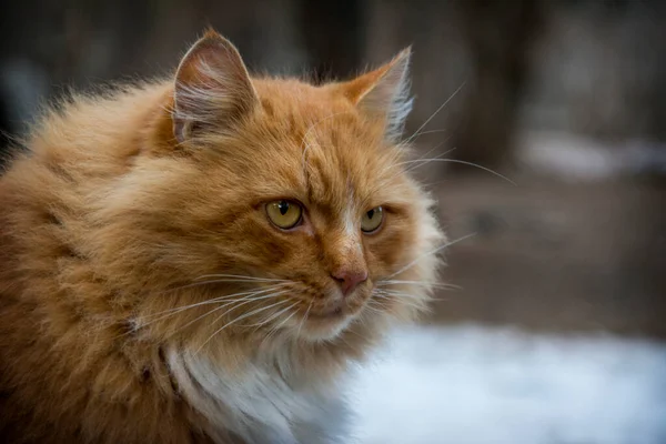Портрет Гарного Червоного Білого Котячого Кота Сидить Сніжній Сільській Вулиці — стокове фото