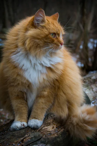 美丽的红白相间的缅因州大熊猫坐在雪村街道上的画像 长毛的松软的小枫树茧 自然摄影 冬季村照片 — 图库照片