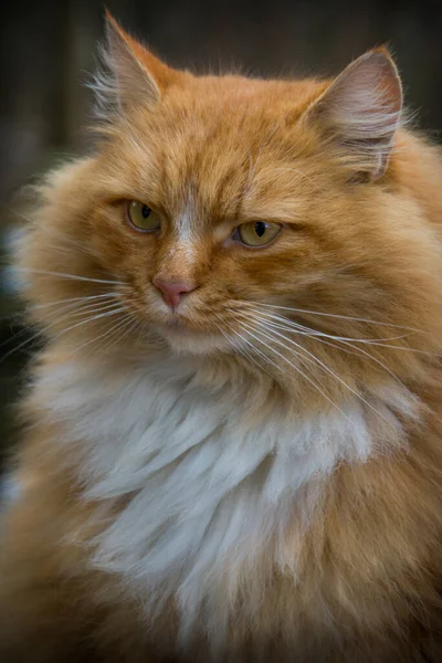 Potret Kucing Maine Coon Merah Dan Putih Yang Duduk Jalan — Stok Foto