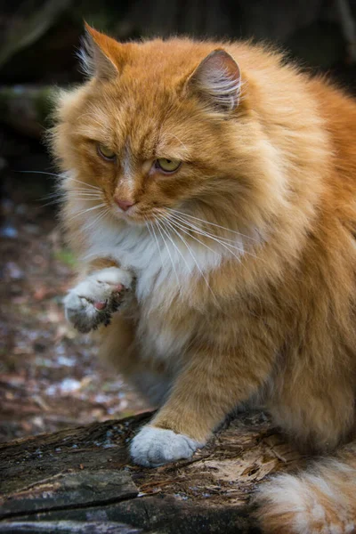 Portret Van Mooie Rode Witte Maine Coon Kat Zittend Besneeuwde — Stockfoto