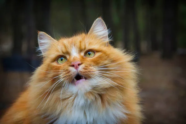 Retrato Lindo Gato Blanco Rojo Maine Sentado Calle Del Pueblo — Foto de Stock