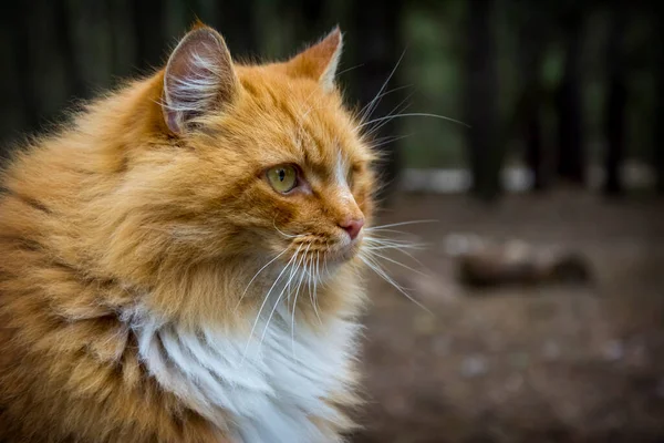 Portrait Pretty Red White Maine Coon Cat Sitting Snowy Village — Stock Photo, Image