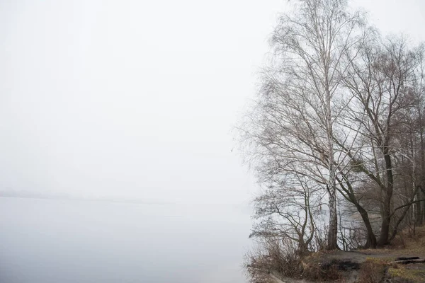 Согнутое Дерево Берега Реки Туманный Зимний День — стоковое фото