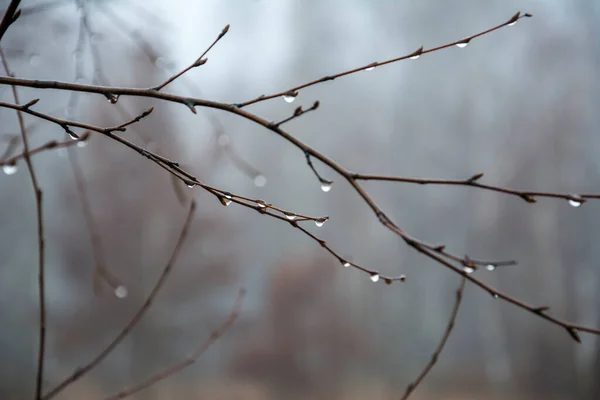 雨の後 露のぼやけた背景は湿った木の上に落ちる ぼくへの背景 — ストック写真