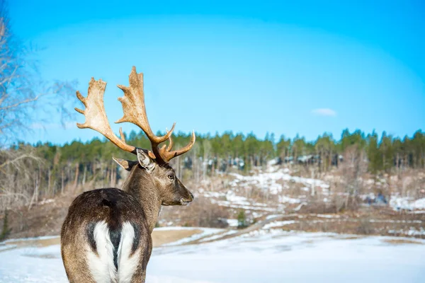 Dia Ensolarado Brilhante Inverno Belo Cervo Macho Fica Campo Close — Fotografia de Stock