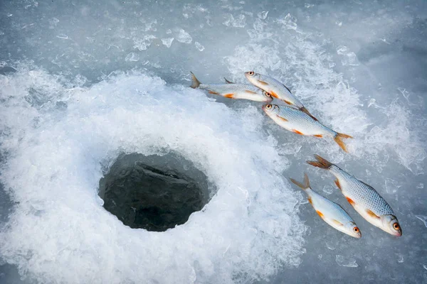 Зимой Рыба Таракан Лежит Льду Возле Ямы — стоковое фото