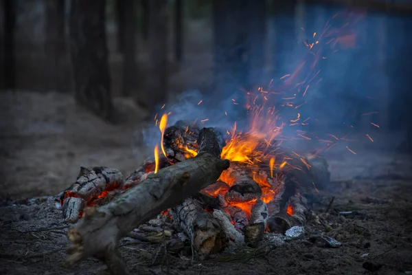 Bosque Por Noche Leña Seca Arde Fuego — Foto de Stock
