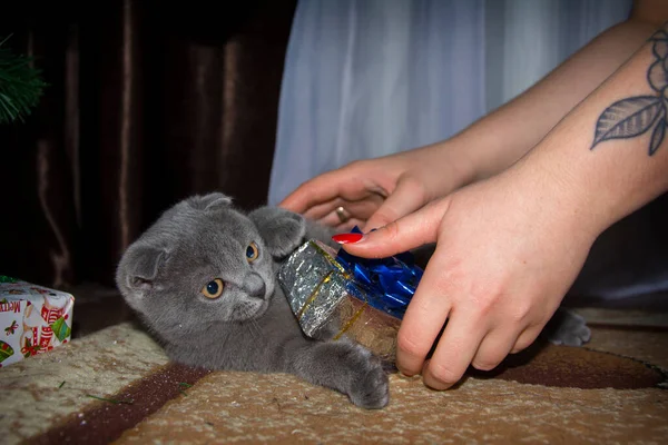 Indoors Female Hands Hold Gift Box Gray Kitten — Stock Photo, Image