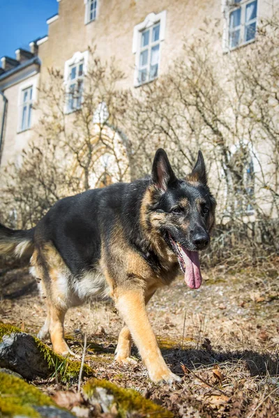 Spring Bright Sunny Day German Shepherd Nature — Stok Foto