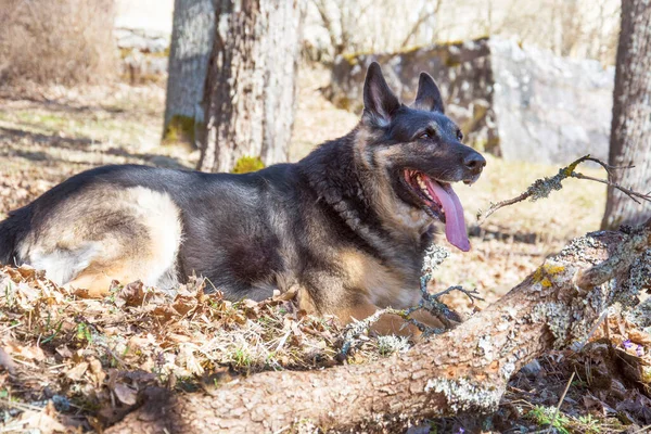 Spring Bright Sunny Day German Shepherd Nature — Stockfoto