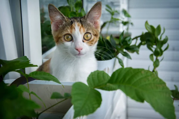 毛绒绒的红猫坐在窗台上 窗台上的室内植物和红白相间的小猫 — 图库照片