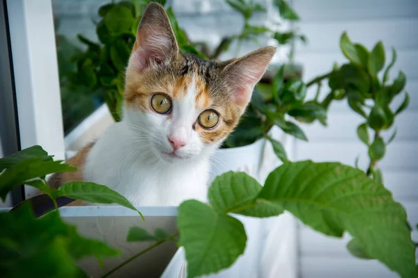 Kucing Merah Berbulu Halus Duduk Ambang Jendela Indoor Tanaman Pada — Stok Foto