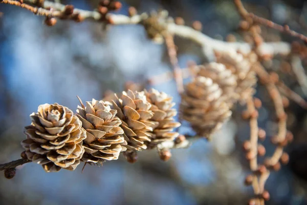 Día Soleado Brillante Primavera Bosque Pino Muchos Conos Crecen Una — Foto de Stock