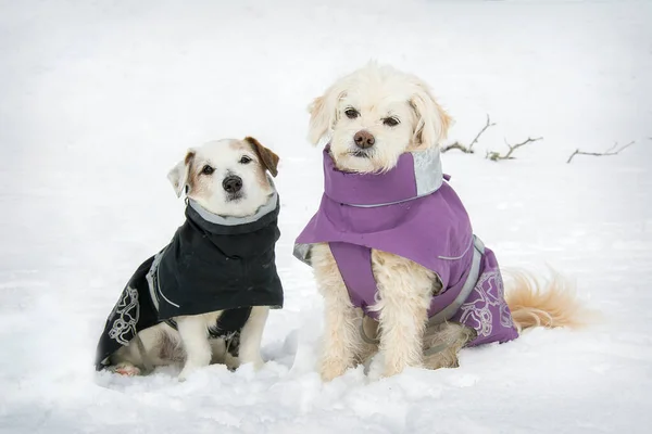 Vintern Kall Dag Sitter Två Knähundar Och Jack Russell Kläder — Stockfoto