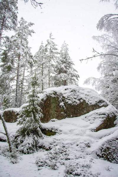 Vertikální Záběr Zasněžených Borovic Kopci Zcela Pokrytém Sněhem — Stock fotografie