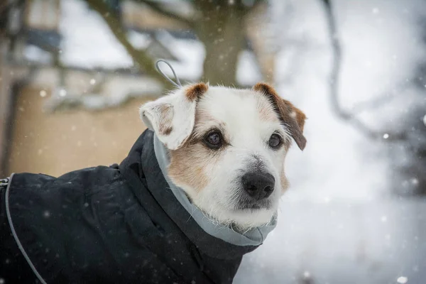 Liten Hund Jack Russell Terrier Svart Overall Bakgrund Vit Snö — Stockfoto