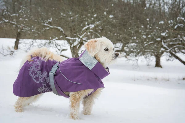 In winter, a lap dog in a purple jacket is standing on the street in a snowy park.