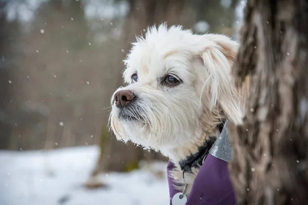 Vintern Står Knähund Lila Jacka Gatan Snöig Park — Stockfoto