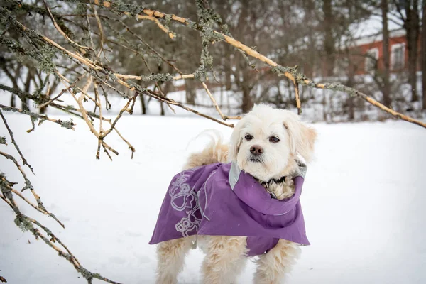 In winter, a lap dog in a purple jacket is standing on the street in a snowy park.