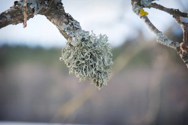 在阳光灿烂的日子里 干树枝上的苔藓 Evernia Prunastri 也被称为橡树苔藓 橡木苔藓广泛应用于现代香水中 — 图库照片
