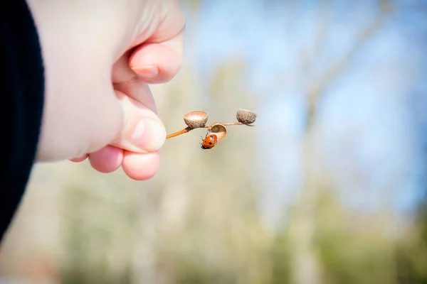 在阳光灿烂的一天 一只手牵着橡木树枝 一只瓢虫沿着橡木树枝爬行 — 图库照片