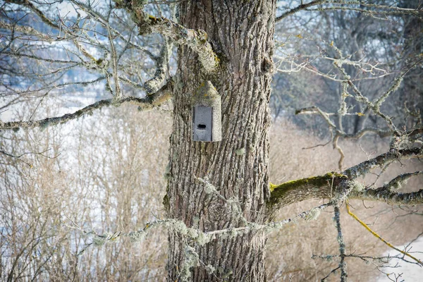 Einem Strahlend Sonnigen Wintertag Hängt Ein Vogelhaus Den Alten Ästen — Stockfoto