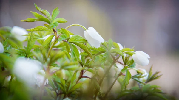 Słoneczny Dzień Wiosną Pierwsze Białe Wiosenne Kwiaty — Zdjęcie stockowe