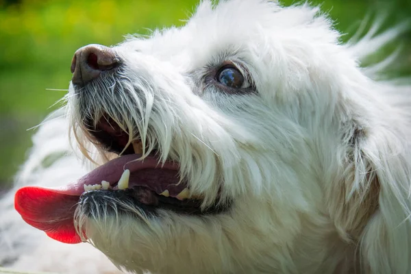 Par Une Belle Journée Ensoleillée Printemps Chien Lapdog Tient Dans — Photo