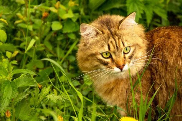 Gato Gengibre Fofo Jardim Vegetação Caminha Come Grama — Fotografia de Stock